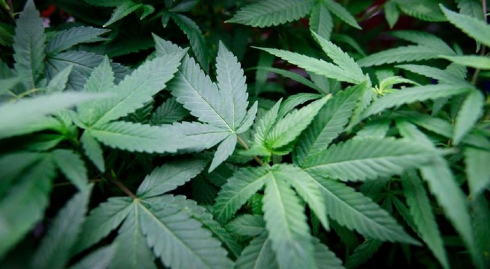 Uganda to Export Medical Marijuana to Canada